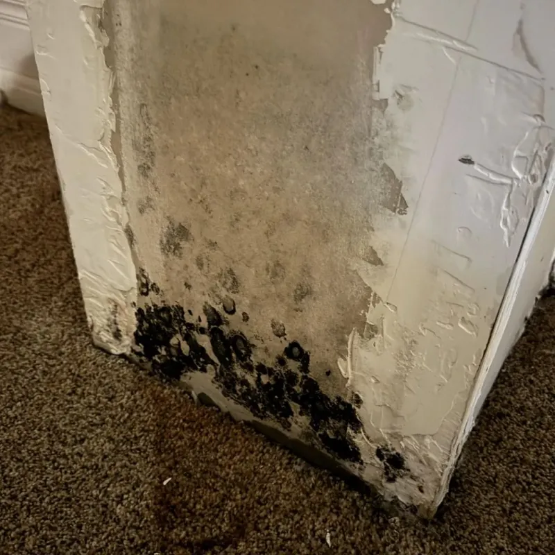 Professional Mold Removal in Moss Bluff, LA